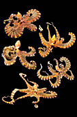 Wunderpus octopus, composite image