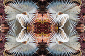 Fan worm, abstract image
