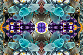 Blue club tunicate, abstract image