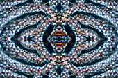 Gorgonian sea fan, abstract image