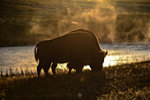 America bison in Yellowstone National Park, USA