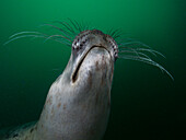 Grey seal whiskers