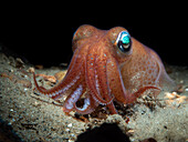 Bobtail squid burrowing in the sand