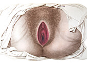 Female perineum, illustration