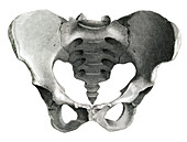 Female pelvis, illustration