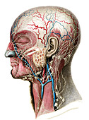 Lymphatics of head and neck, illustration