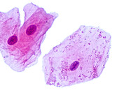Squamous epithelial cells, light micrograph