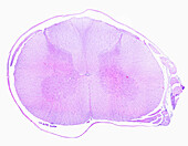 Human spinal cord, light micrograph