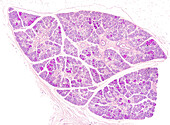 Submandibular gland, light micrograph