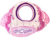 Cross-section of the neck, light micrograph