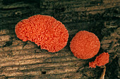 Red raspberry slime mould