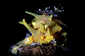Yellow umbrella slugs