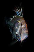 John Dory fish at night