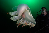 Tethys fimbria nudibranch