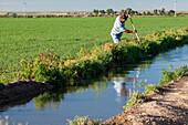 Flood Irrigation of Farm Field