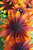 Black-eyed Susan (Rudbeckia hirta) flowers