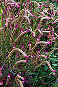 Wheat celosia (Celosia spicata) flowers