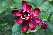 Eastern sweetshrub (Calycanthus floridus) flower