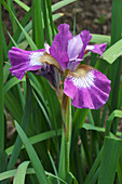Iris sibirica 'Contrast in Style'