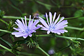 Commom chicory (Cichorium intybus) flowers