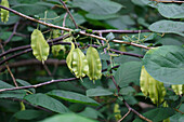 Carolina silverbell (Halesia carolina) tree with fruits