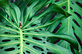 Swiss cheese plant (Monstera deliciosa) leaf