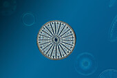 Arachnoidiscus sp. diatom, light micrograph