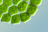 Cells of green alga, light micrograph