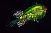 Copepod and microalgae symbiotic relationship, light micrograph