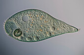 Stentor sp. protozoa, light micrograph