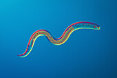 Caenorhabditis elegans nematode, light micrograph