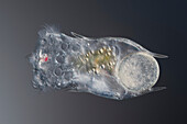 Brachionus sp. rotifer, light micrograph