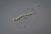 Cyanocohniella crotaloides cyanobacteria, light micrograph