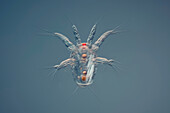 Copepod nauplius larvae, light micrograph