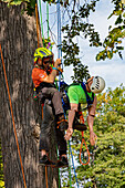 Professional tree climbing competition