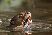 Giant river otter eating fish