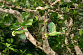 Mealy Amazon parrots