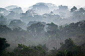 Rainforest canopy, Yasuni National Park, Ecuador