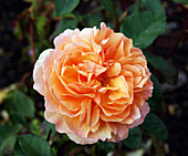 Rosa 'Louise Clements' flower