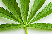 Cannabis leaf