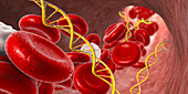 Cell free nucleic acids in human blood, illustration