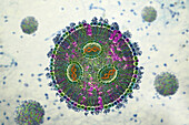 siRNA lipid nanoparticle antiviral, illustration