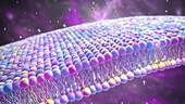Cell membrane lipid bilayer, illustration