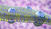 Cell membrane lipid bilayer, illustration