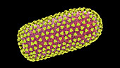 Rabies virus, illustration