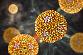 Reovirus, illustration