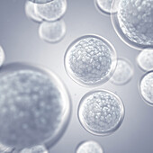 Embryonic stem cells, illustration
