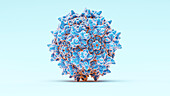 Adeno-associated virus, illustration