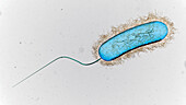 Legionella bacterium, illustration