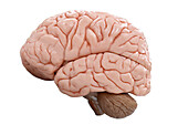 Human brain, illustration